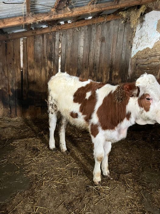 Vând vițea bălțată