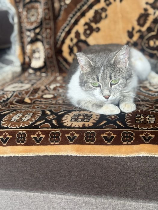 Кошки  Аксу бесплатно