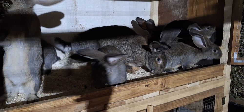 Белгийски великани