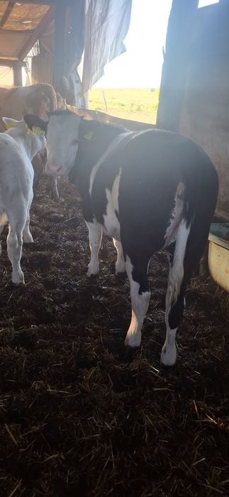 4 vitele belgiene 220/240