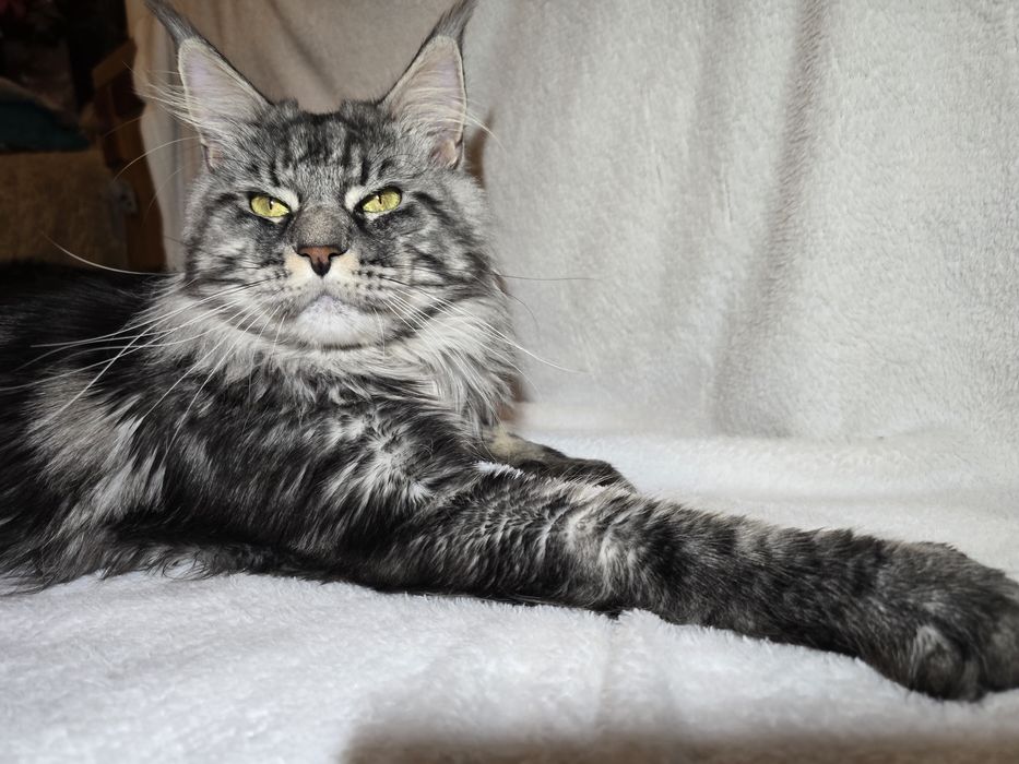 Maine coon Maine coon