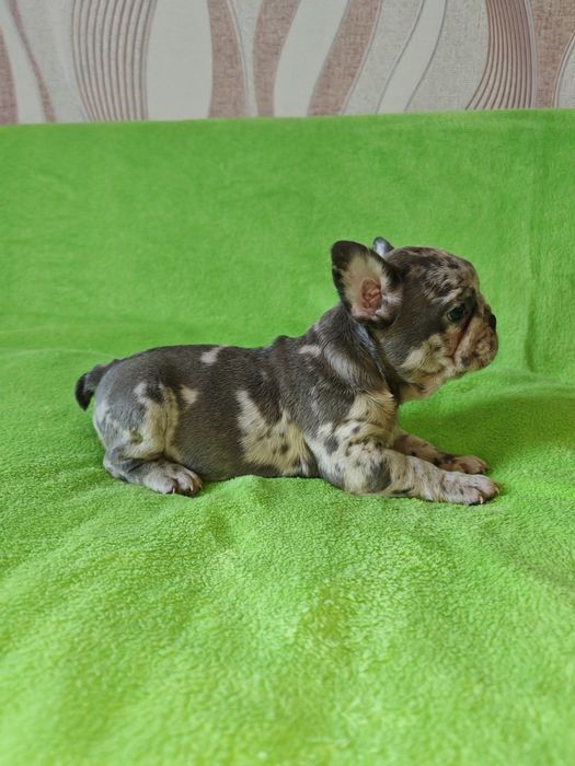 Предлагаю щенков Французский бульдок