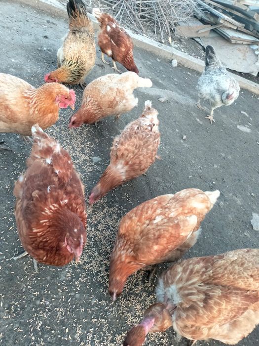 Шавер тауыктар 15штук