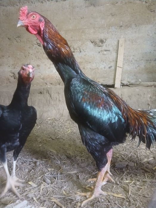 Dakan. Shu ikkovini tuxumlari sotiladi