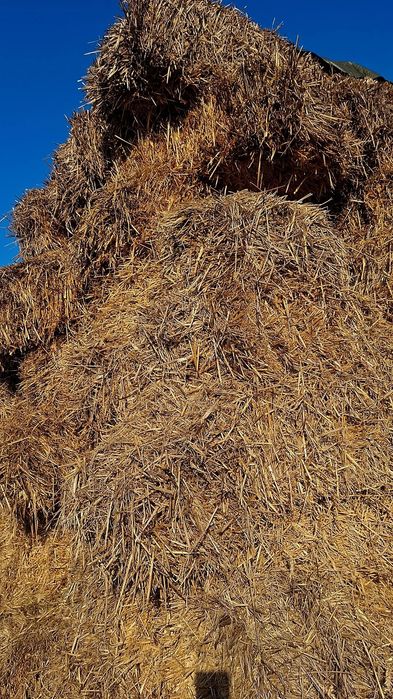 Vând baloți de paie!