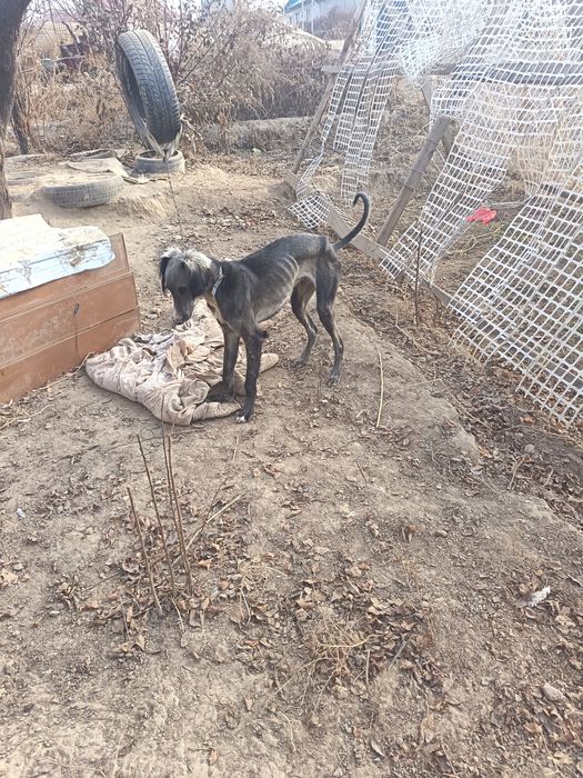 Тазы кушык сатылады