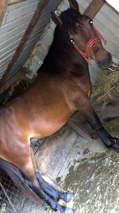 Vând sau schimb cal