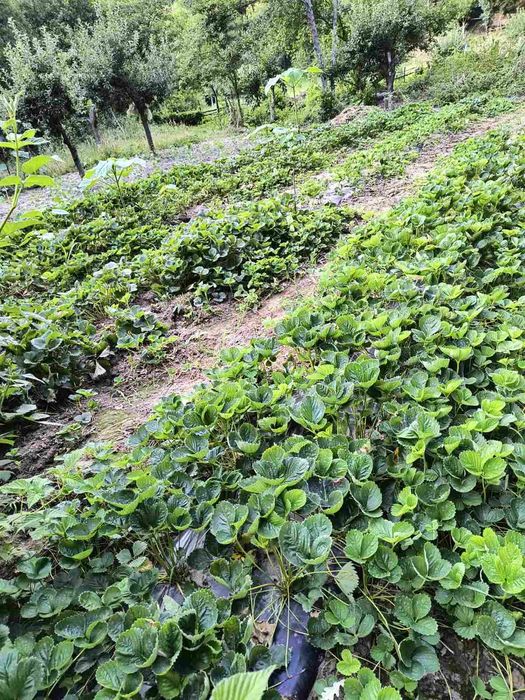 Разсад ягоди , малини и къпини