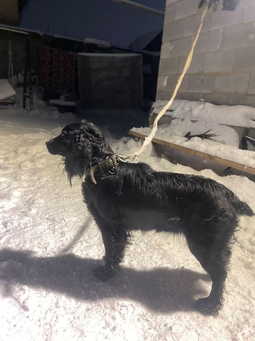 Продам русского спаниеля