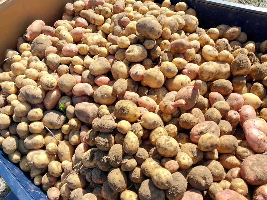 Картофель домашний