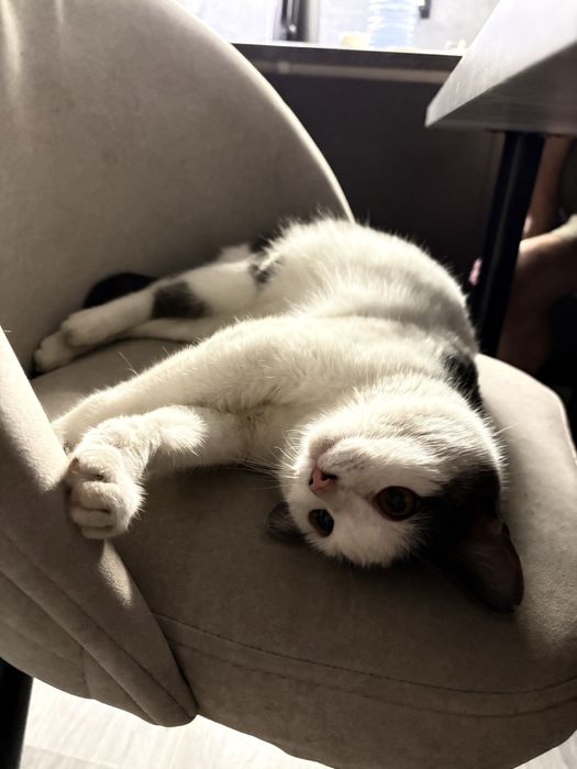 Котенок серо-белой окраски