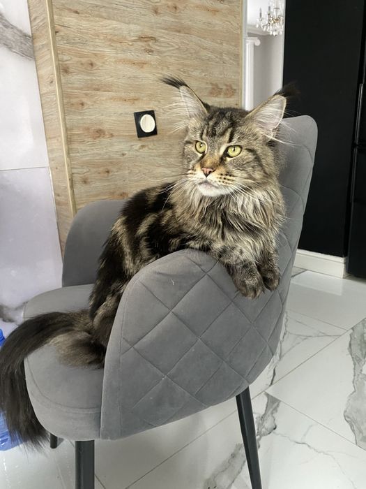 Готовы к брони Мейн куны из питомника