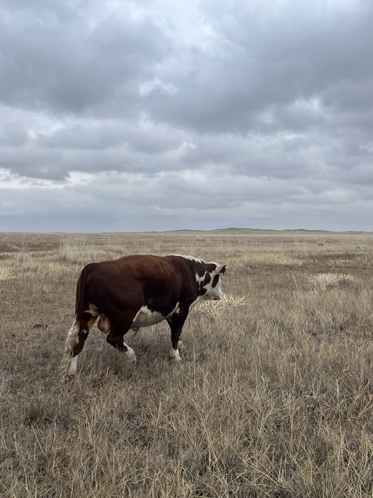 Потсостар сатылады