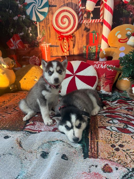 Голубоглазые хаски Питомника Хаски Планета