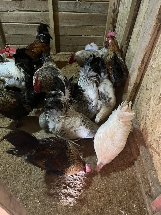 Продаю домашних петухов