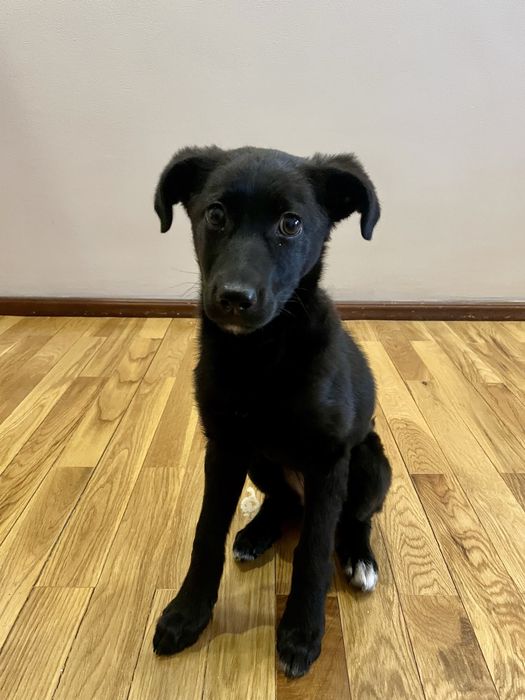 Щенок девочка в добрые руки