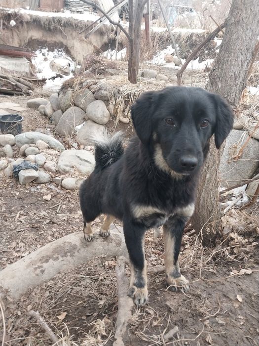 Возьмите собачку