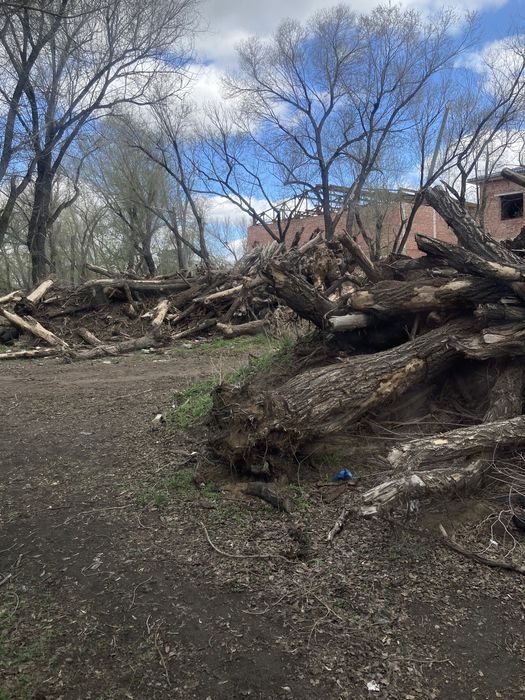 Дрова древесные уголь