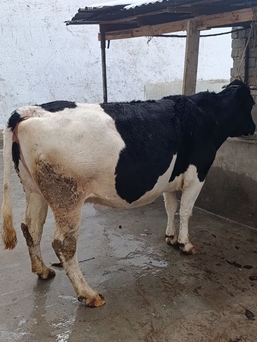 Rasiskiy yetu bogʻoz sigir sotiladi