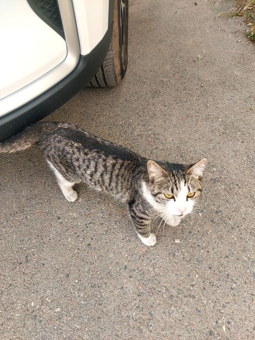 Молодой котик ищет дом!