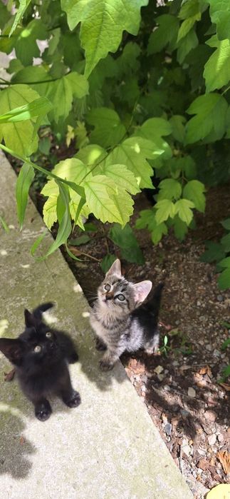 Котёнок в добрые руки мальчик 2 месяца