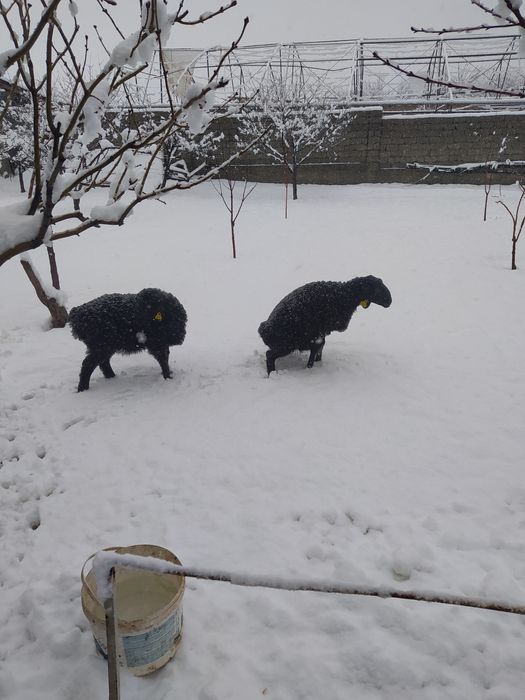 Гиссар козылар бар