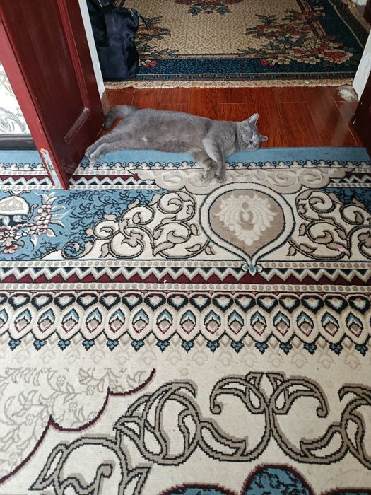 Продается  Британский  скот короткошёрстный кот.добрый и игривый