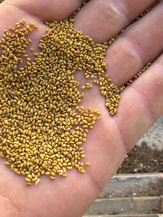 Семена люцерны !