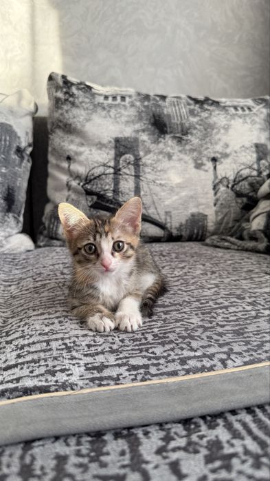 Отдам котенка, девочка