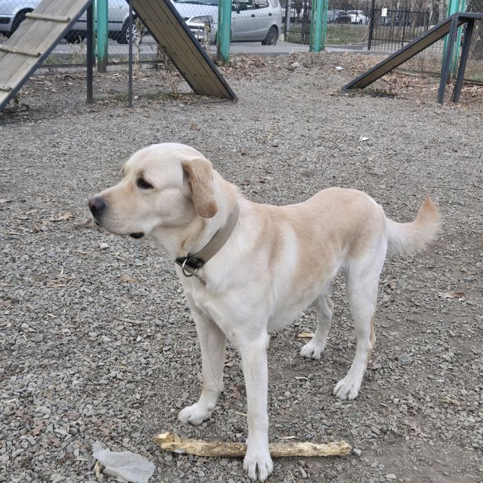 Вязка лабрадор ритривер.  Бесплатно