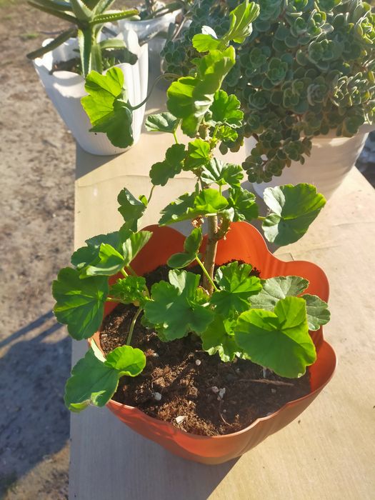 Продам цветы комнатные