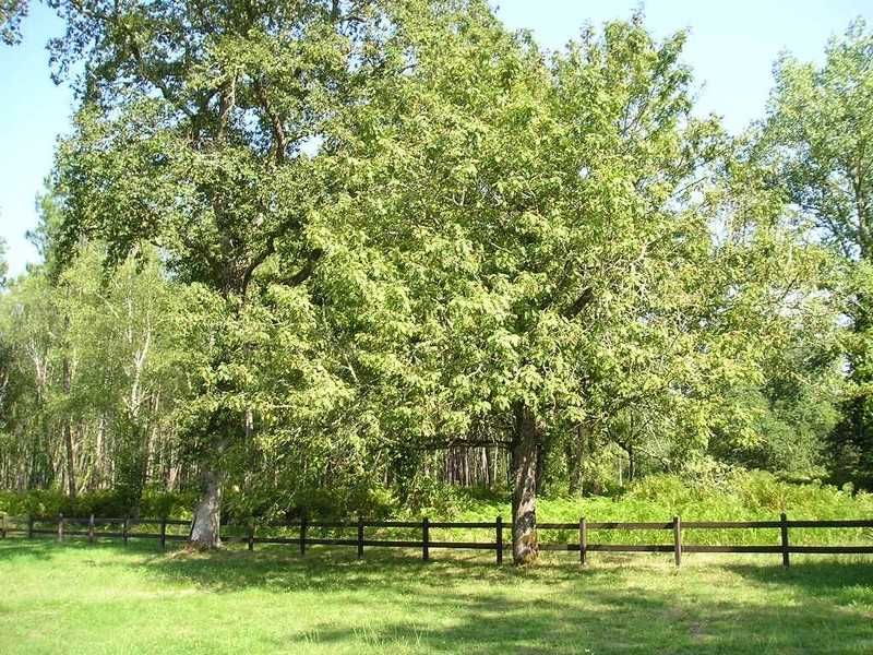 Скоруша - Sorbus domestica