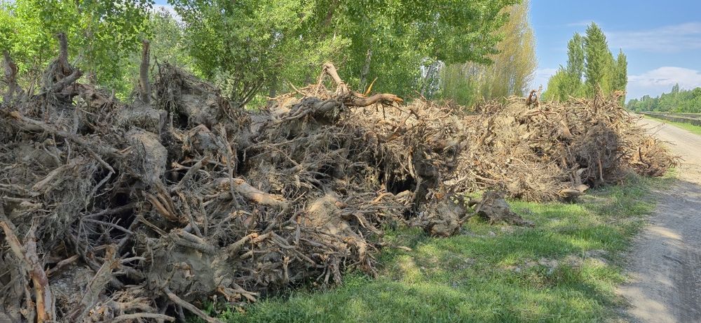 Ўтин сотилади. Қуруқ гилос ўтини.