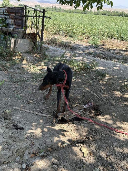 Doberman sotiladi erkak