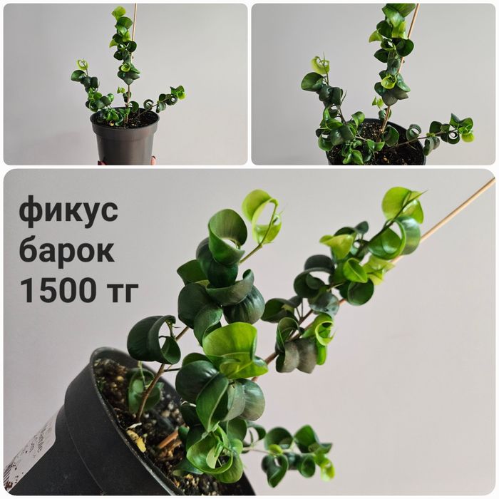 Фикус али, барок, дельтовидный