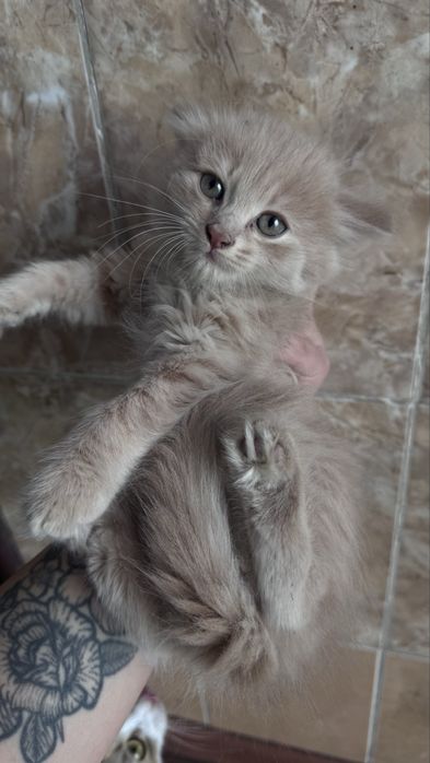 Отдам котят очень ласковых