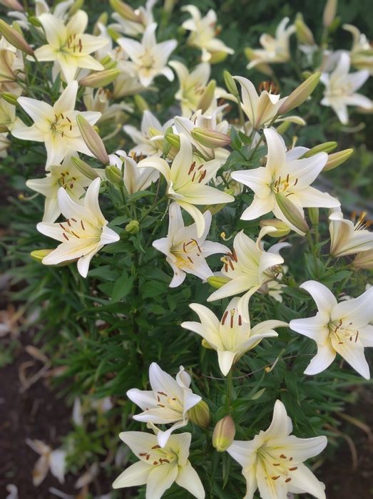 Продам дачный участок г.Костанай СО Текстильщик