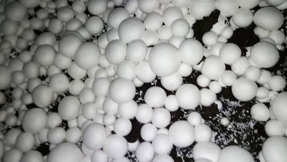 Енг зор бизнеси ургатамиз кузикорин шампиньон бизнеси