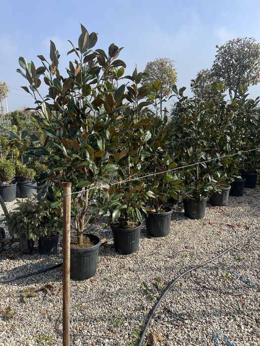 Magnolia Grandiflora