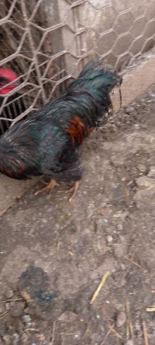 Cocoș metiș australorp