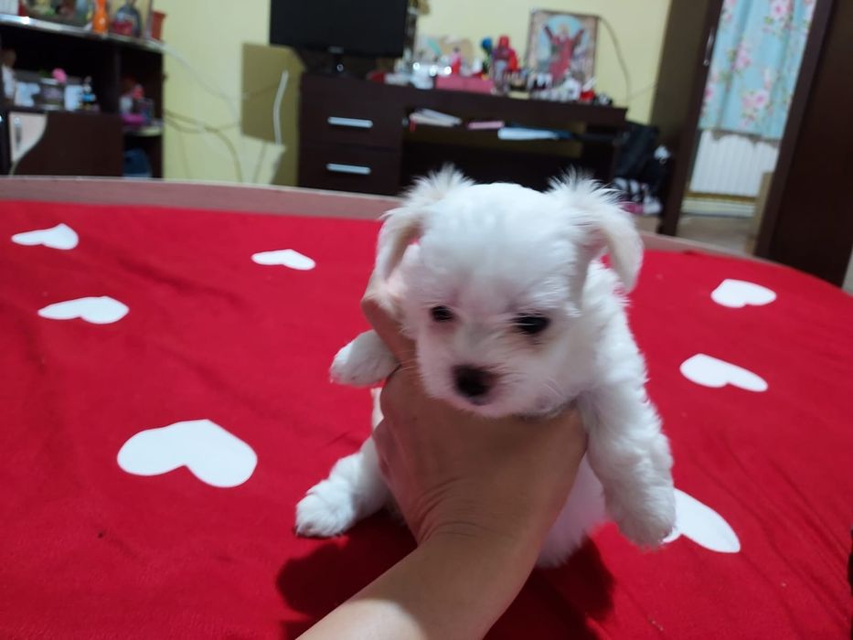 Bichon Maltez mini toy cu certificat