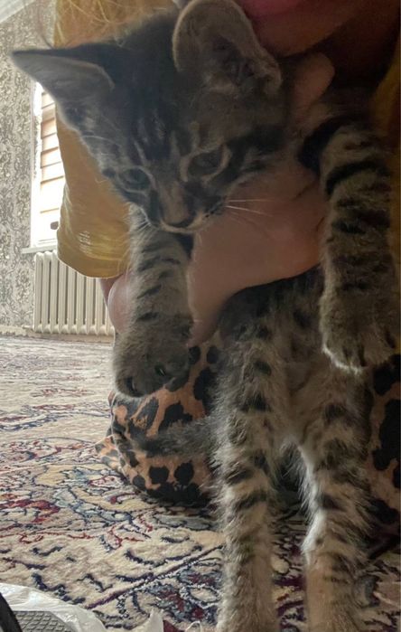 Котёнки бесплатно Ташкент