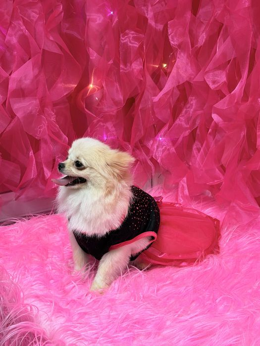 Щенок Шпица Немецкого