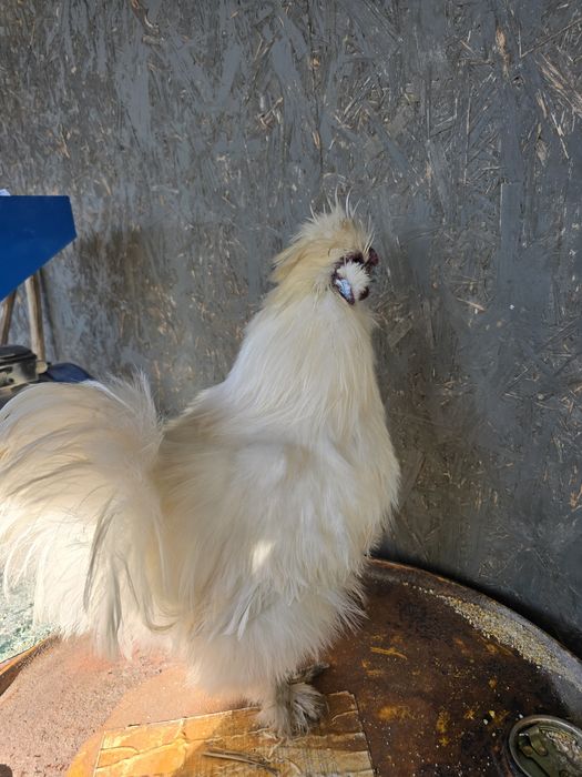 Vând cocos mătase japoneza