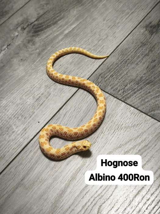 Sarpe Hognose Albino