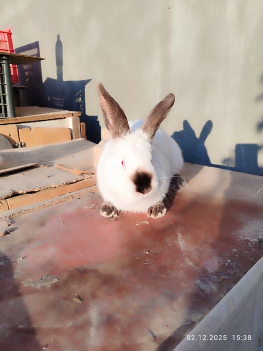 Kaliforniya quyonlari sotiladi