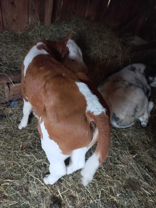 Vand doi tauri. Unul belgian, Unul balțat