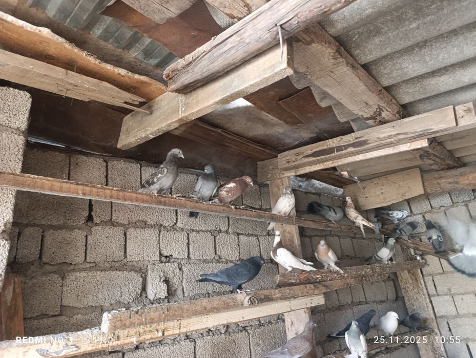 Кабутарлар сотилади