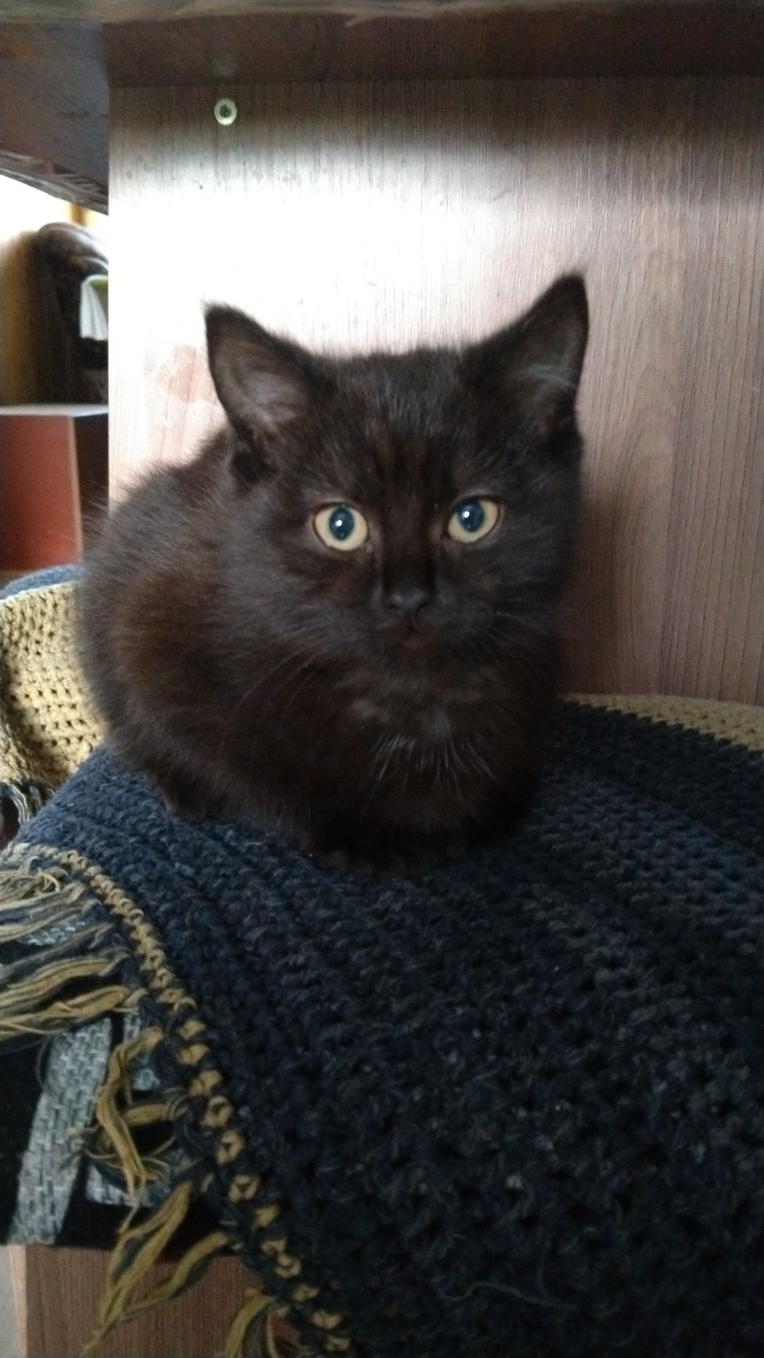 Отдам котенка девочка