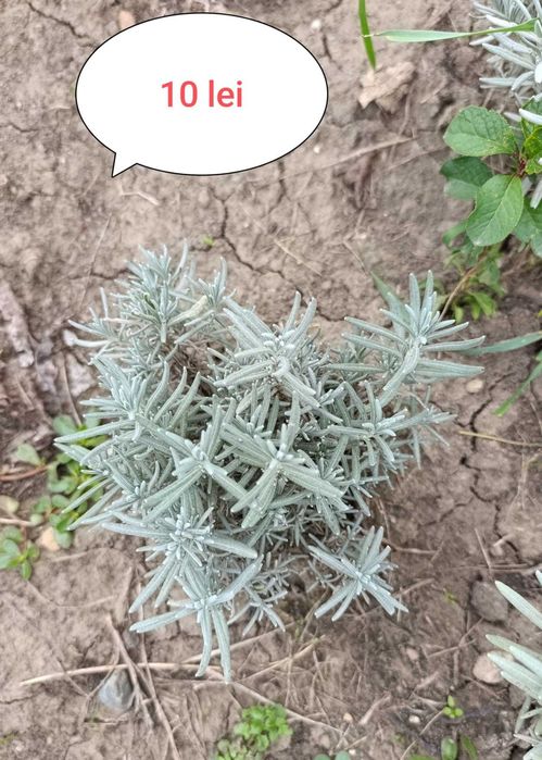 Vând butași și tufe de lavandă diferite marimi